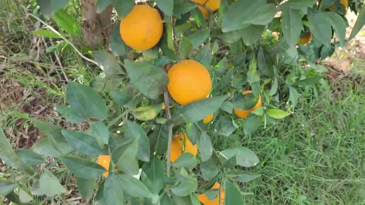 برنامج تسميد الطومسون ( thomson Washington🌳🌿🍊 ) ولاية تيبازة 🇩🇿