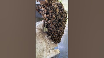 What are these honeybees doing? #shorts #bees #beekeeping #beekeeper #honeybee #beebearding