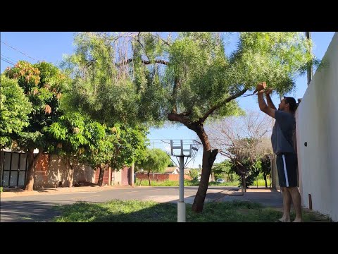 Vídeo: Poda De Salgueiro-chorão: Como Aparar A Copa Corretamente, Quando Pode Realizar A Modelagem, Como Cuidar De Uma árvore Após O Corte