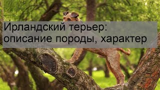 Ирландский терьер: описание породы, характер