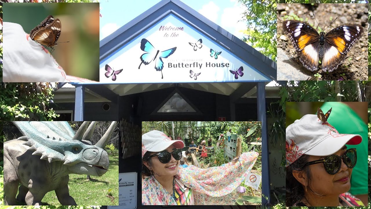 Butterfly House Coffs Harbour YouTube