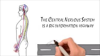 Beginners Guide to Chiropractic