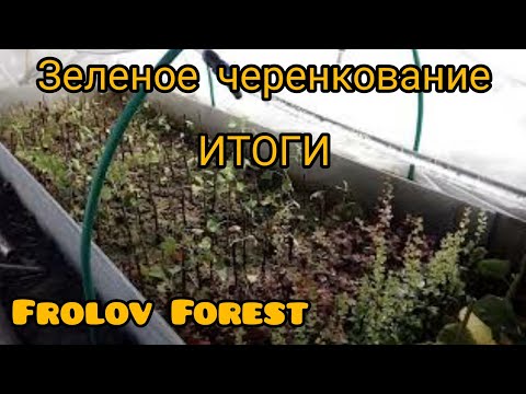 Размножение растений, зелеными