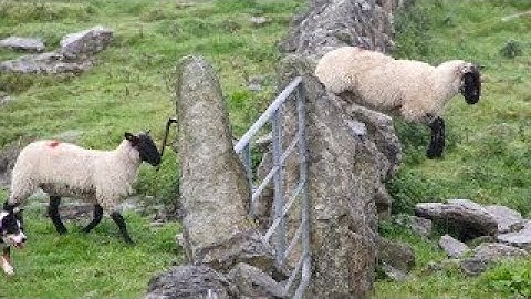 Counting Sheep to Help You Sleep Song 2 HOURS Relaxing Lullaby Music