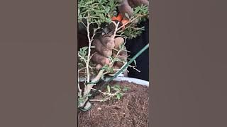 'How train basic plant  with teaching bonsai techniques '