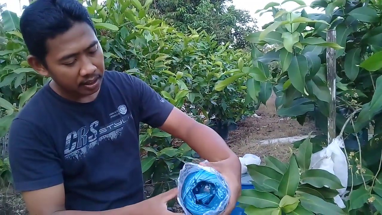 CARA DAN TEKNIK MENGIKAT BATANG JAMBU AIR YG SEDANG BERBUNGA AGAR TIDAK PATAH AKIBAT KEBERATAN BUAH