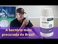 CONHEÇA A BACTERIA QUE VAI AUMENTAR A PRODUTIVIDADE NO CAMPO