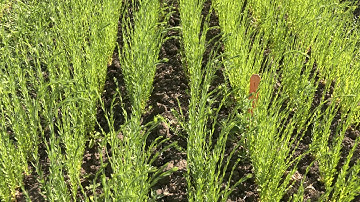 CREC Steve Zwinger: Organic wheat/flax intercropping