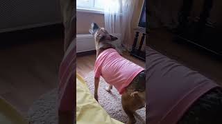 Чихала я на тебя #remix #собака#funnyanimals #funnydogs