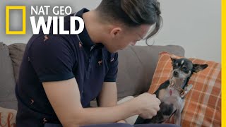 Meeting Zoe the Chihuahua | Cesar Millan: Better Human Better Dog