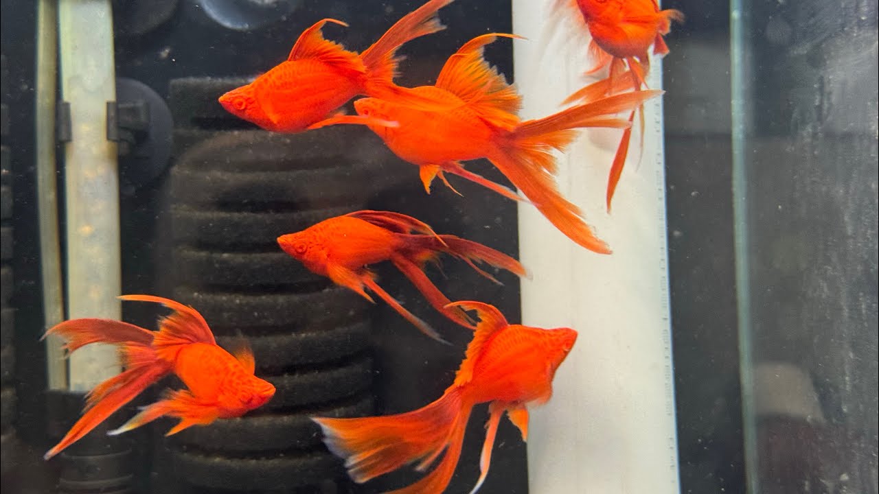 THANH LÝ các dòng cá MOLLY - HUYẾT KIẾM & GUPPY part 3