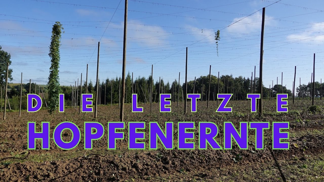 Die letzte Hopfenernte