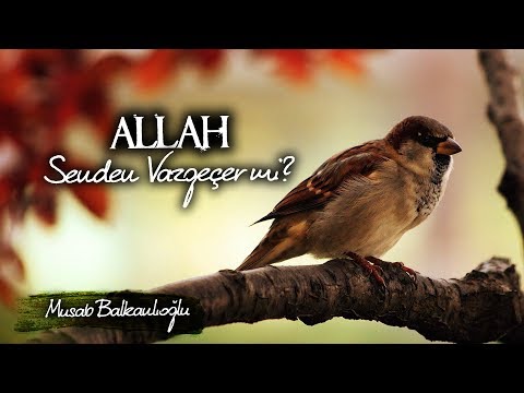 Allah Senden Vazgeçer mi Hiç? | Umudun Yoksa Dinle! | Musab Balkanlıoğlu