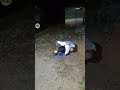 Wow Telkop is an animal at night #nature #shortvideo #amazing
