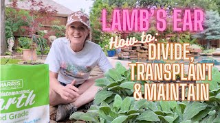 Lamb's Ear: How to Divide, Transplant and Maintain this beautiful perennial ground cover!