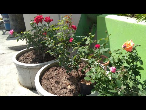 วีดีโอ: วิธีปลูกดอกไนท์บิวตี้นอกบ้าน