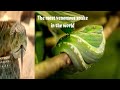 The Most Venomous Snakes in the World | Modern Dinosaurs