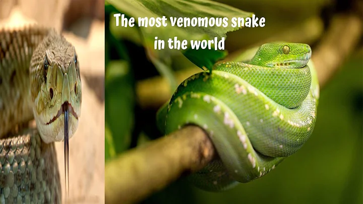 The Most Venomous Snakes in the World | Modern Dinosaurs