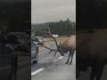 The Deer That Stopped Cars To Ask For Help الغزالة التي أوقفت السيارات لطلب المساعدة قصة إنقاذ مؤث