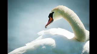 Meditation on the White Swan