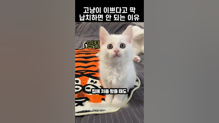 하얗고 이쁜 새끼 냥인 줄 알았더니...