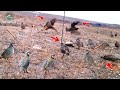 Simple but Effective Mountain Trap | Anyone Can Try 