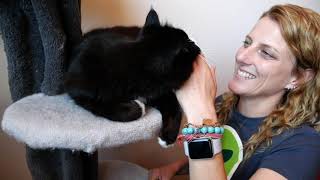 Pet adoption tips