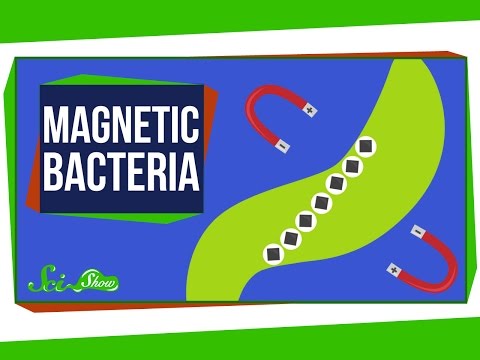 Video: Bacteriile sunt magnetice?