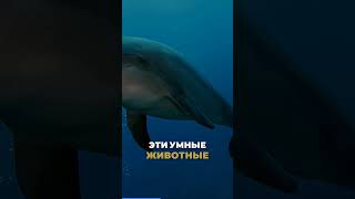 Дельфины и морские львы в ВМС | War Fact