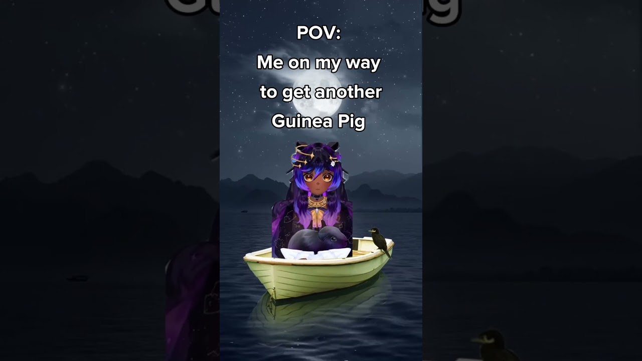 POV: On My Way to Get Another Guinea Pig 🐹💨