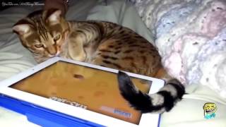 Самые умные коты Сообразительные кошки смешные коты Самые умные коты Сообразительные кошки смешные коты