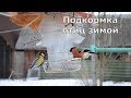 Птицы на кормушке зимой - подкормка птиц зимой