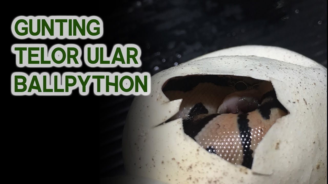 Cara Mudah GUNTING Telor Ular Ball python (Video Dadakan) - YouTube