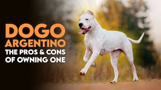 Dogo Argentino The Pros & Cons Of Owning One