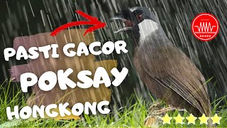 Poksay hongkong gacor - Dengan Suara air jernih