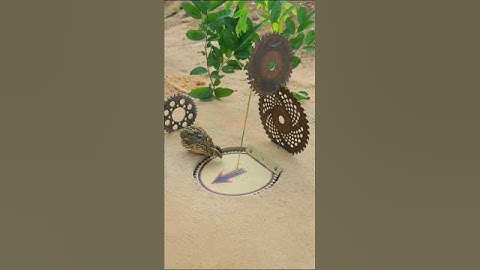 Amazing quick unique DIY quail Trapping - quail trap #shortvideo #shorts #youtubeshorts