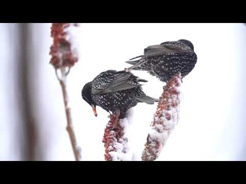 Relaxing Beautiful Music, Peaceful Instrumental Music in video in 4k,  Winter's Calm  by Tim Janis