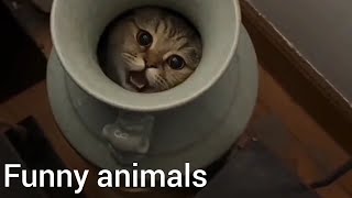 Забавные коты, кошки, собаки: смех до слез - Приколы с животными - Смешные видео