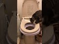 猫 洋式トイレトレーニング 第4段階   CAT  Western style restroom training last step