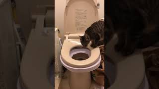 猫 洋式トイレトレーニング 第4段階   CAT  Western style restroom training last step