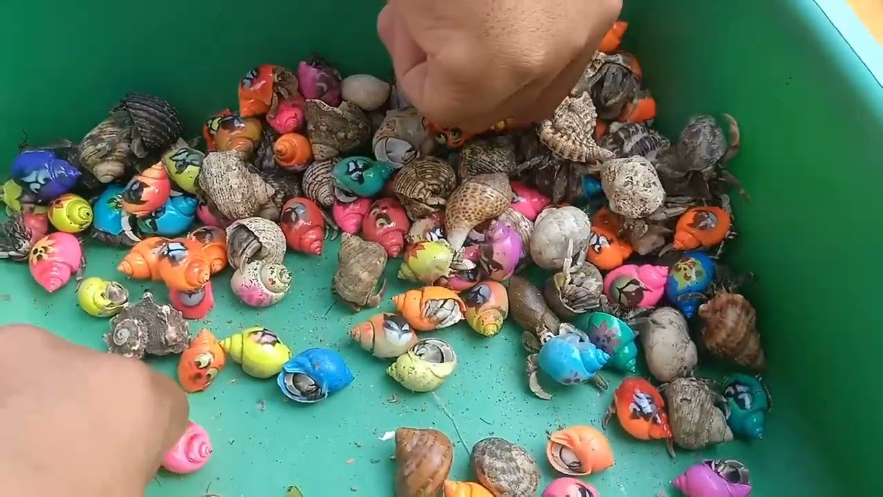 Ловите термитов и рыбу-фугу, раков-отшельников, скатов, рыбу Немо, морскую рыбу, улиток, слизней,...