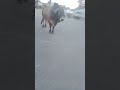 on duty bull hoshiarpur #shorts #cow #buffalo #youtubeshorts #cowvideos