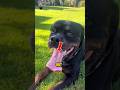 THE REAL REASON DOGS ALWAYS STICK THEIR TONGUES OUT!#shorts
