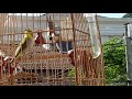 Vành khuyên Đắk lắk