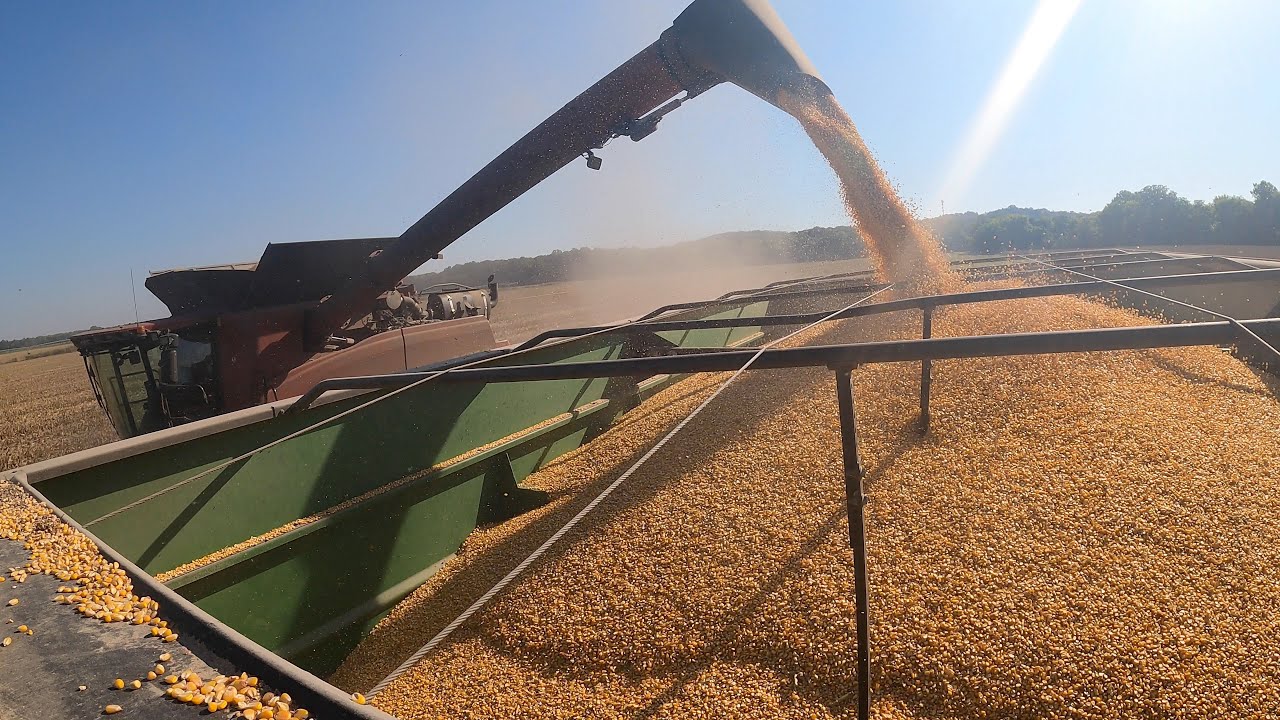 CORN HARVEST IS OVER YouTube