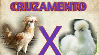Cruzamento De Galinha Sedosa Com Galo Polonês Resultado