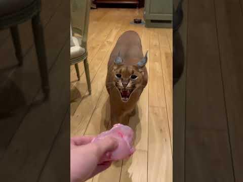 Trying to run