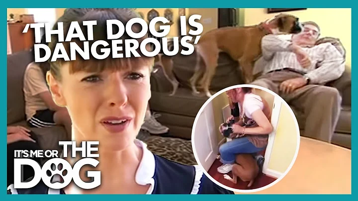 How to Teach Your Dog to Behave with Guests | It's...