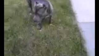 Puma From Layback Bullies