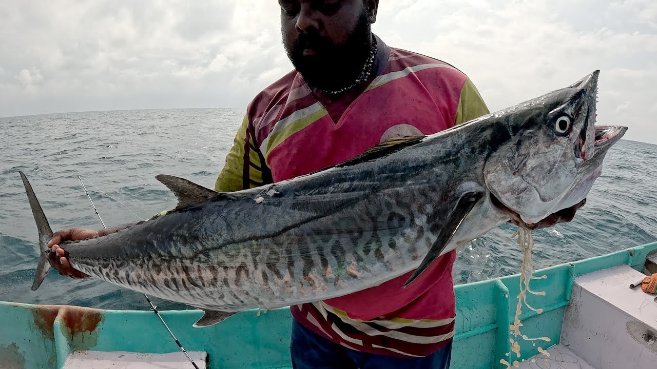 Monster Kingfish catching tips - How to Kingfish catch properly